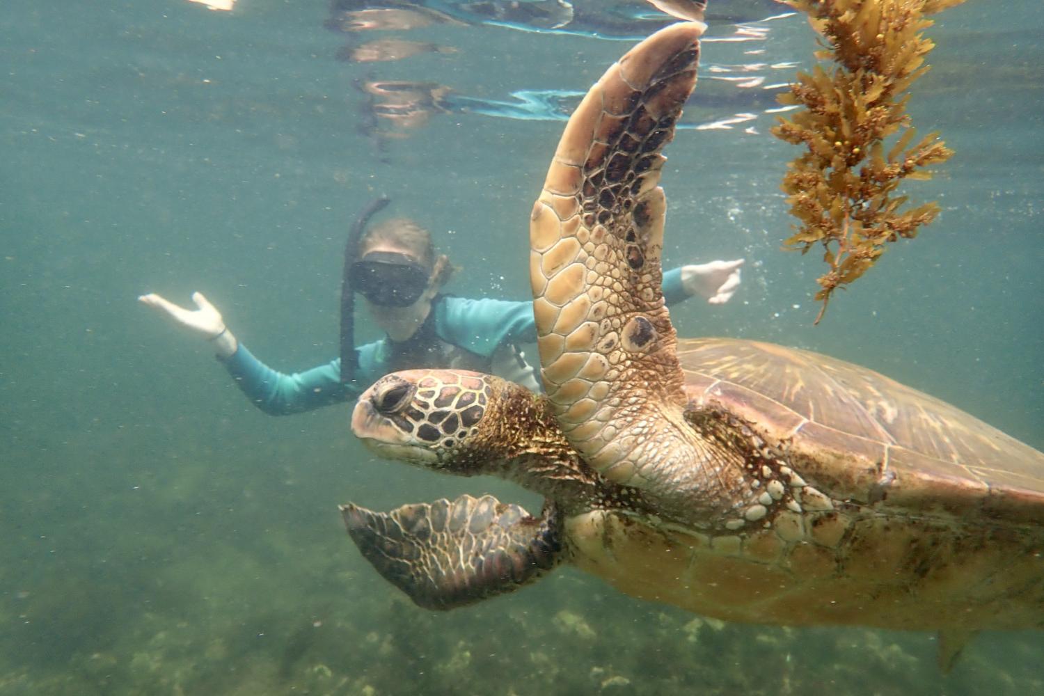 一名<a href='http://bcke.ngskmc-eis.net'>博彩网址大全</a>学生在Galápagos群岛游学途中与一只巨龟游泳.
